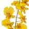 Yellow Dancing Orchid by Ashland®